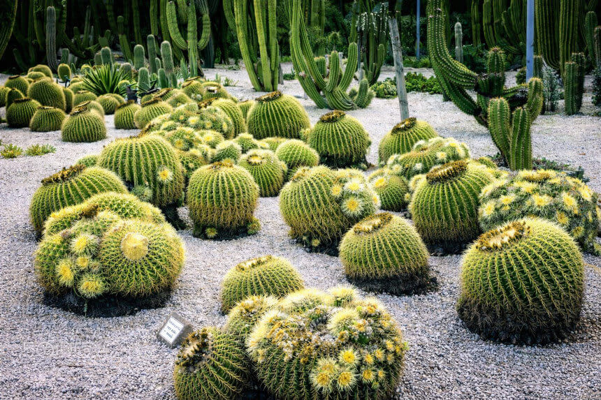 Cactus Park in Barcelona (Jardins de Mossn Costa i Llobera)