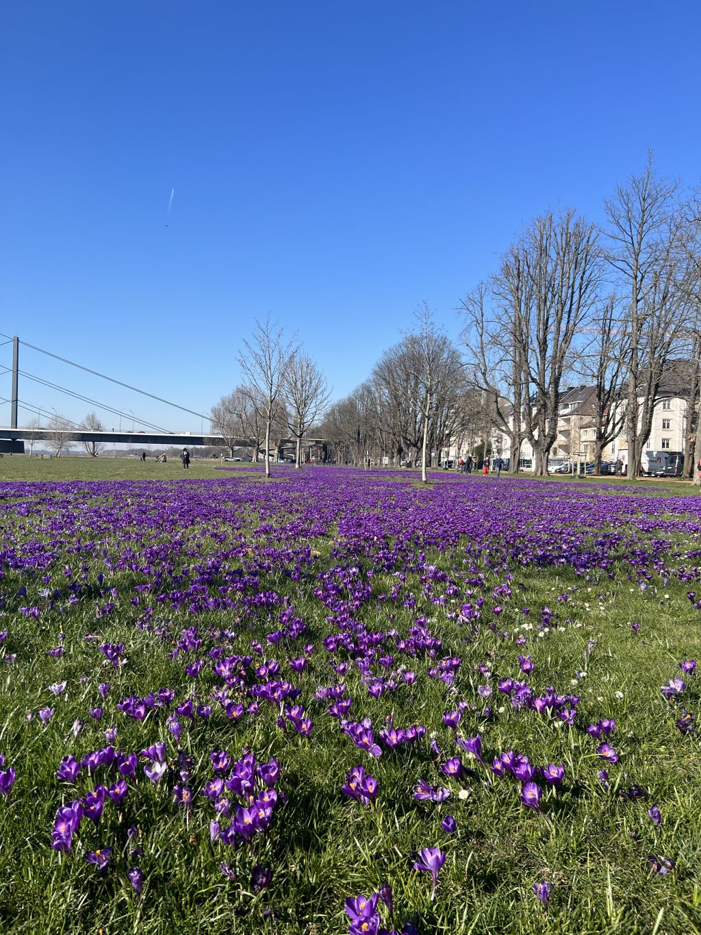 Miete 2 Zimmer Wohnung Düsseldorf | Ganze Wohnung | Düsseldorf | Wunderschöne und gemütliche Wohnung (Düsseldorf), Top Lage! | Hominext