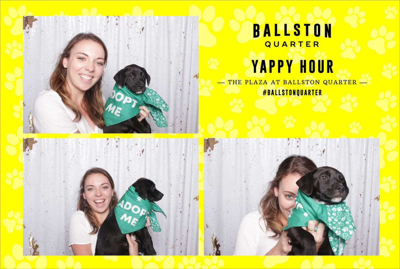 Ballston Quarter Yappy Hour in Ballston Quarter, Wilson Boulevard