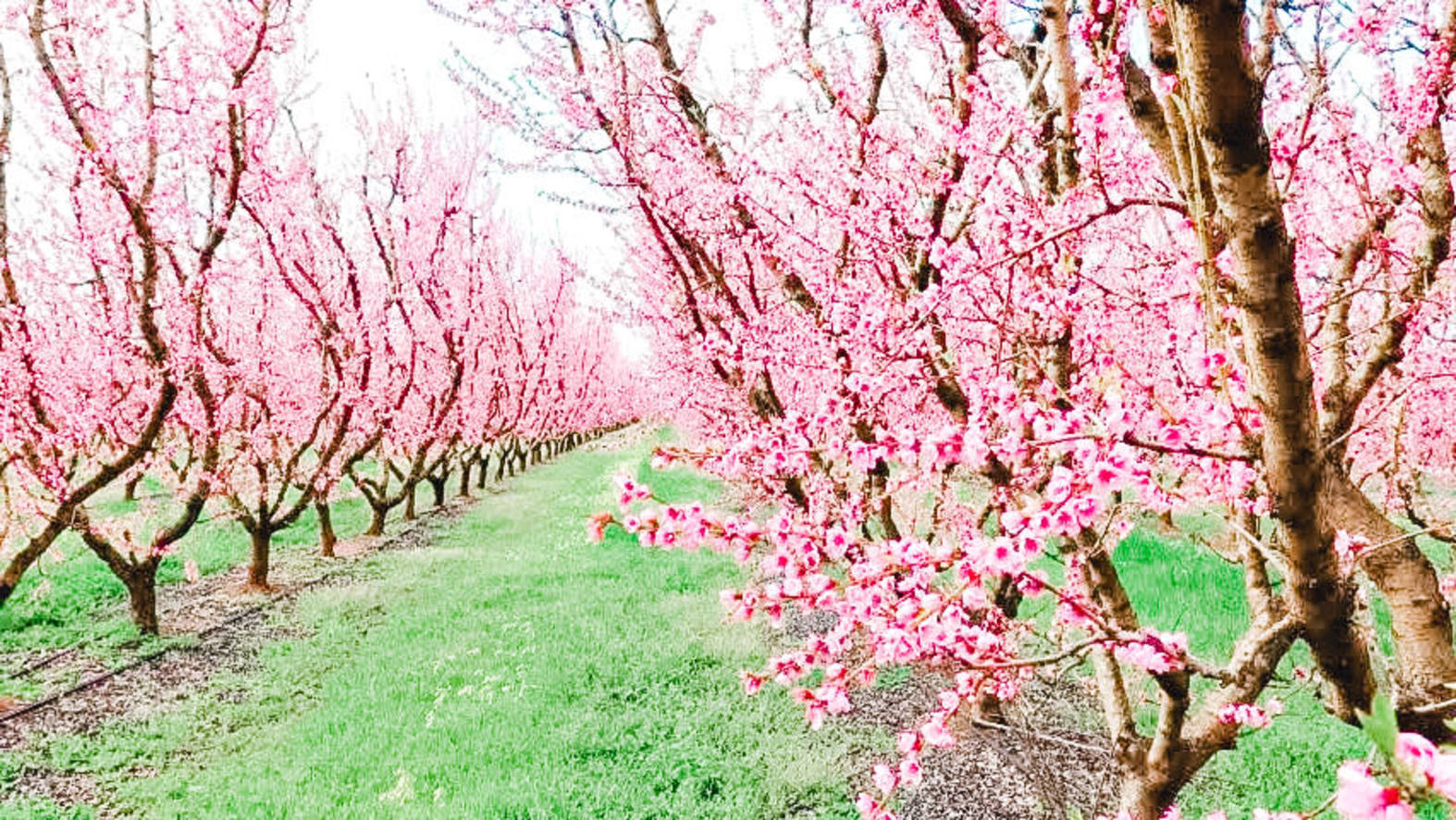 Peach Blossom Tree Mini Sessions in B.J. Reece Orchards, 52