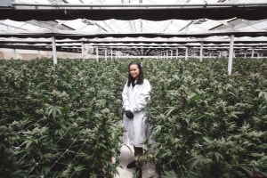 Cannabis-Themed Holiday Gifts For the Serious Smoker