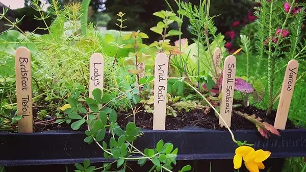 The Wildflower Nursery