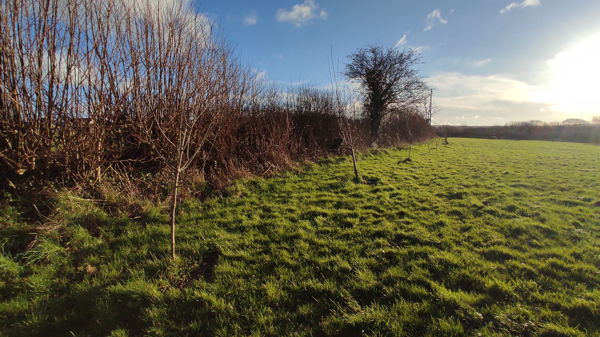 Fruit tree pruning workshop