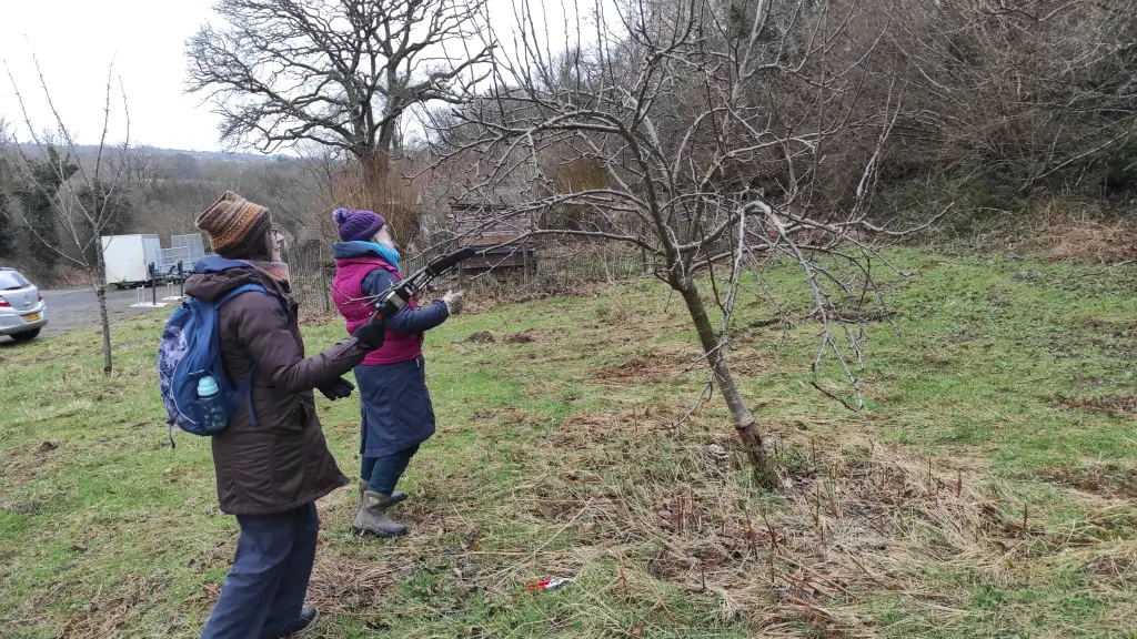 Two people with pruning saws looking at wonky fruit tree