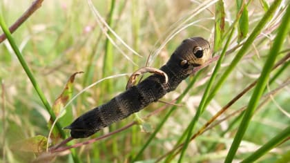 Big fat juicy Elephant-hawk Moth caterpillar