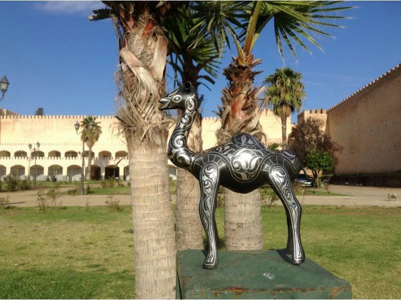  Animal  Steel and Silver Black, White Morocco