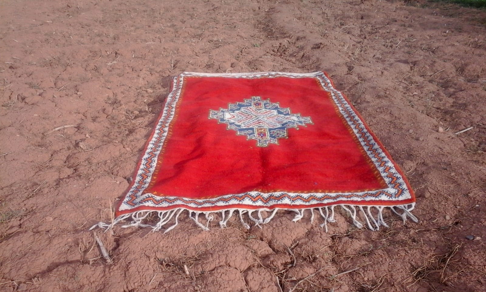  Pile Knot Rug  Cotton Warp Colored Morocco