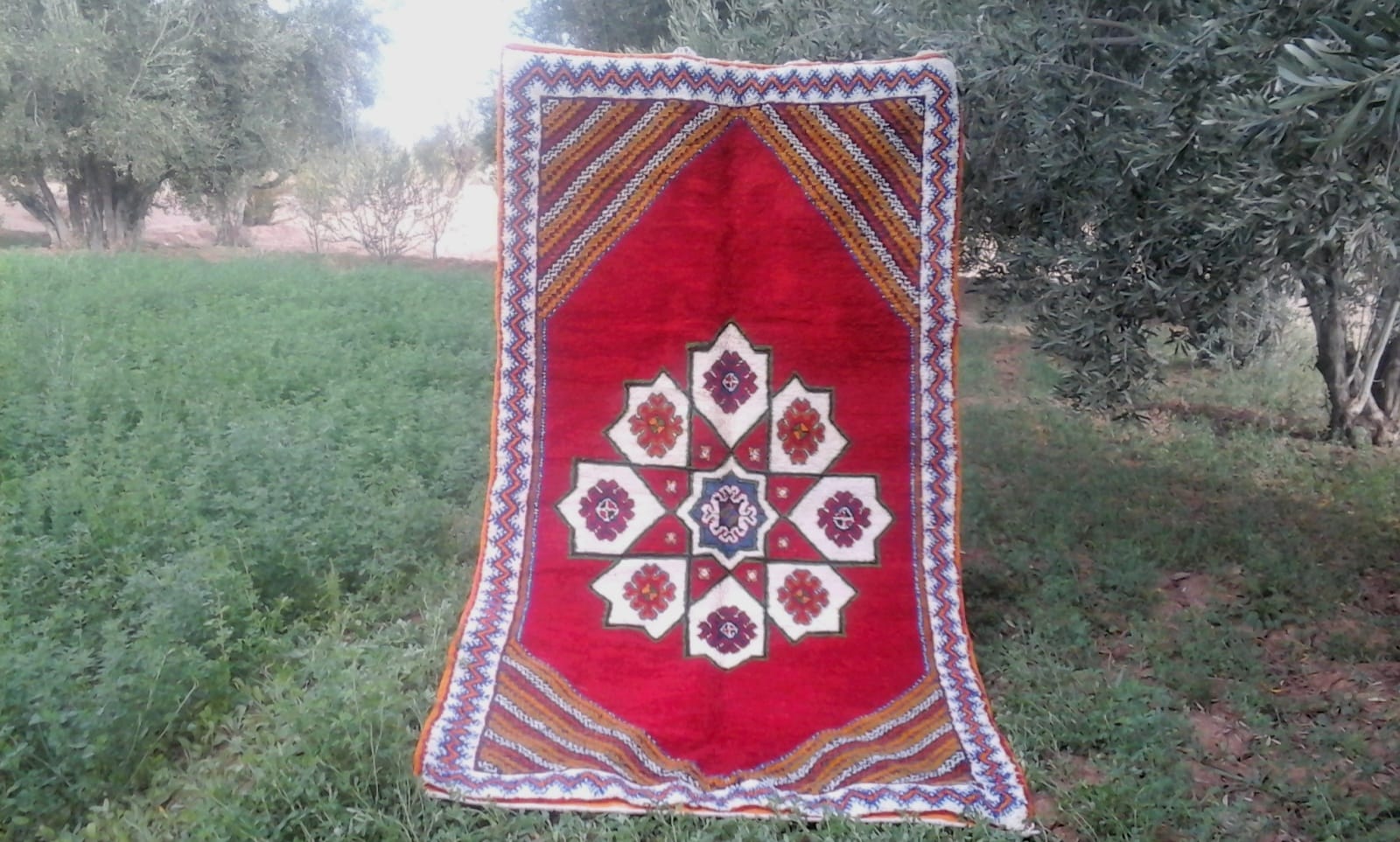  Pile Knot Rug  Cotton Warp Colored Morocco