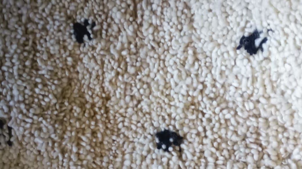  Beni Ourain rug  Black, White Morocco