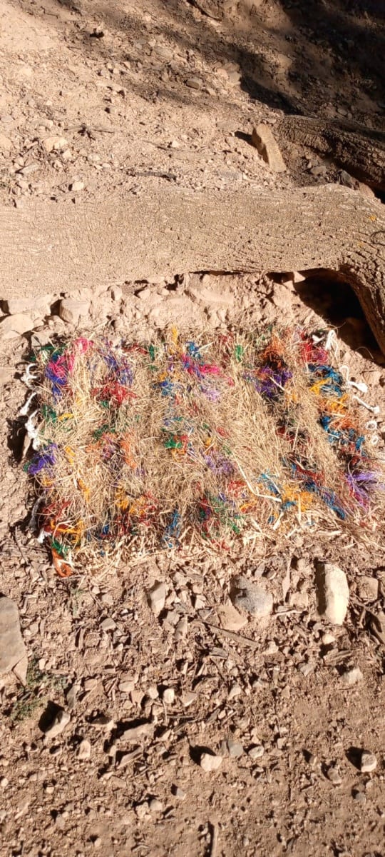  Reed rug  Colored Morocco
