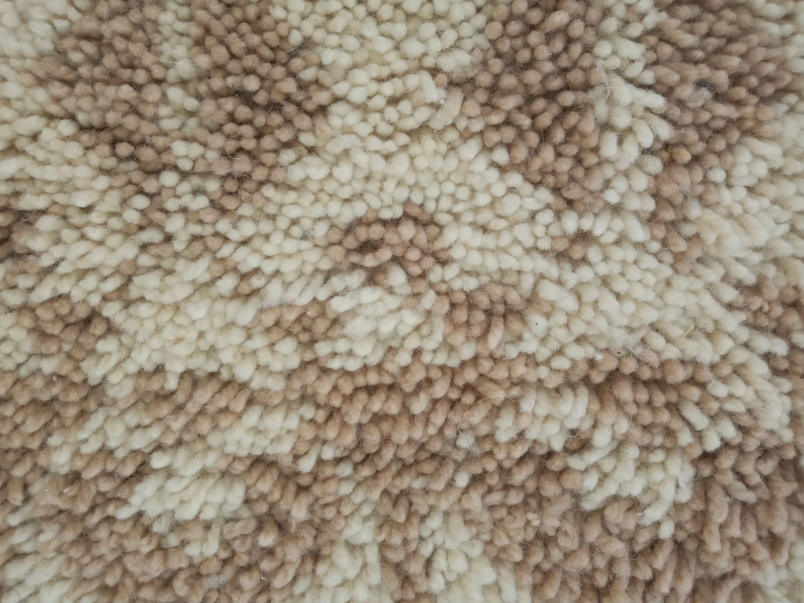  None  Brown, White Morocco