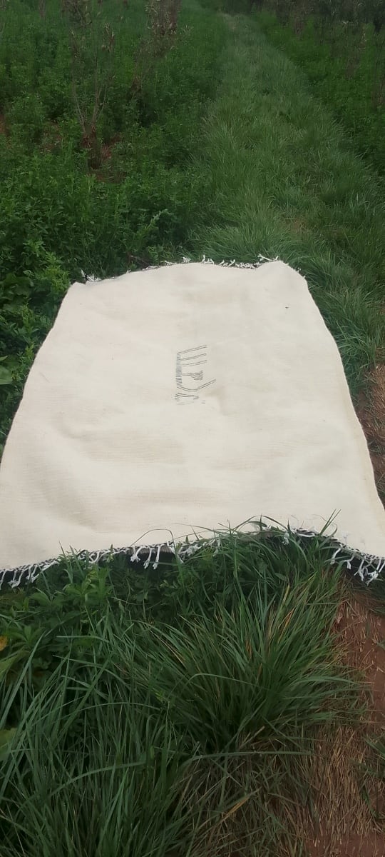 Beni Ourain Rug