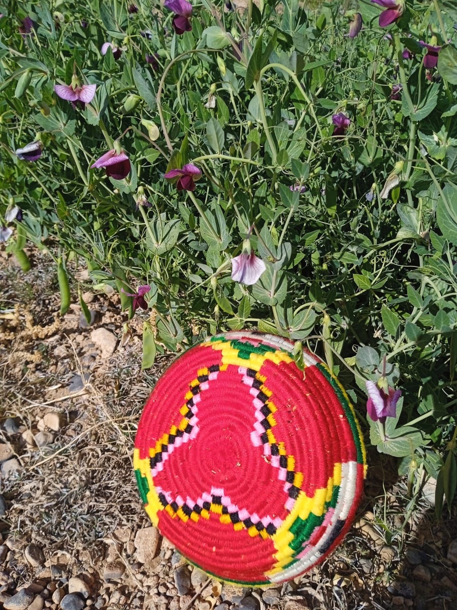  Basket Dyed Wool and Reed Colored Morocco