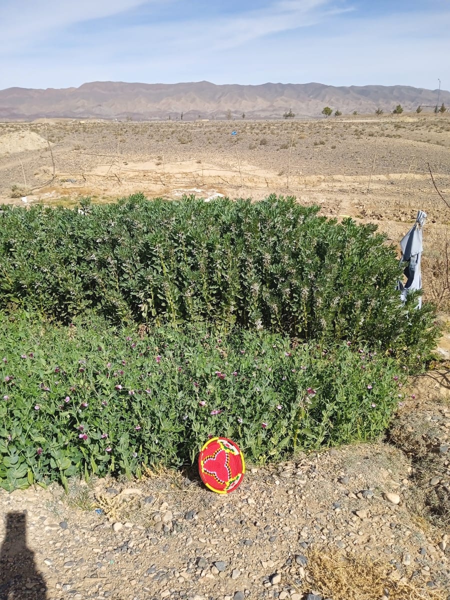  Basket Dyed Wool and Reed Colored Morocco