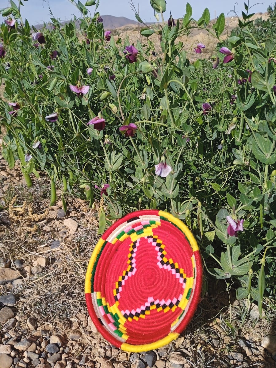  Basket Dyed Wool and Reed Colored Morocco