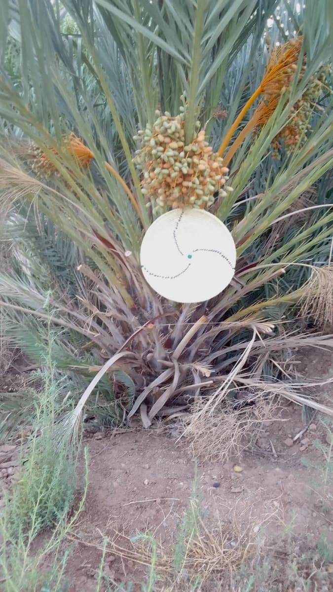  Woven Basket  Purple, Green Morocco