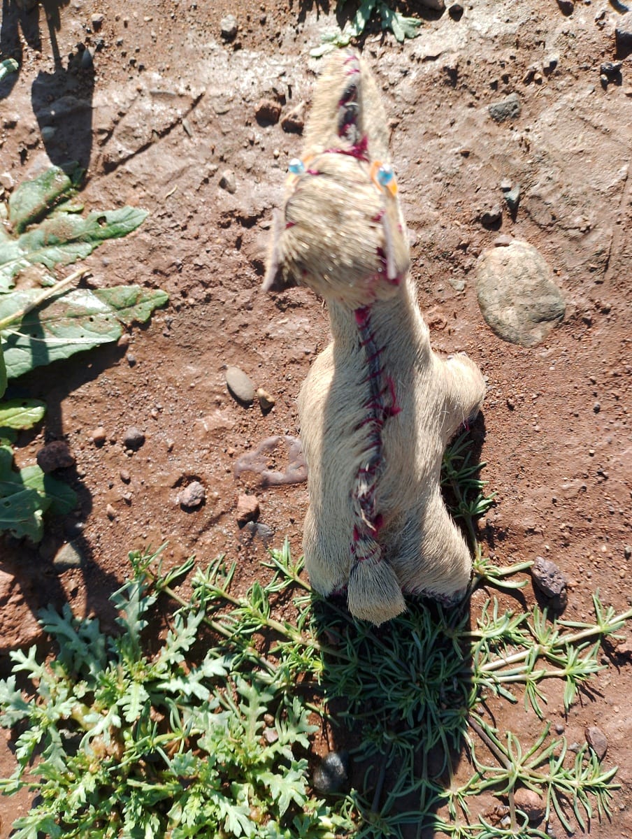 Toy Camel