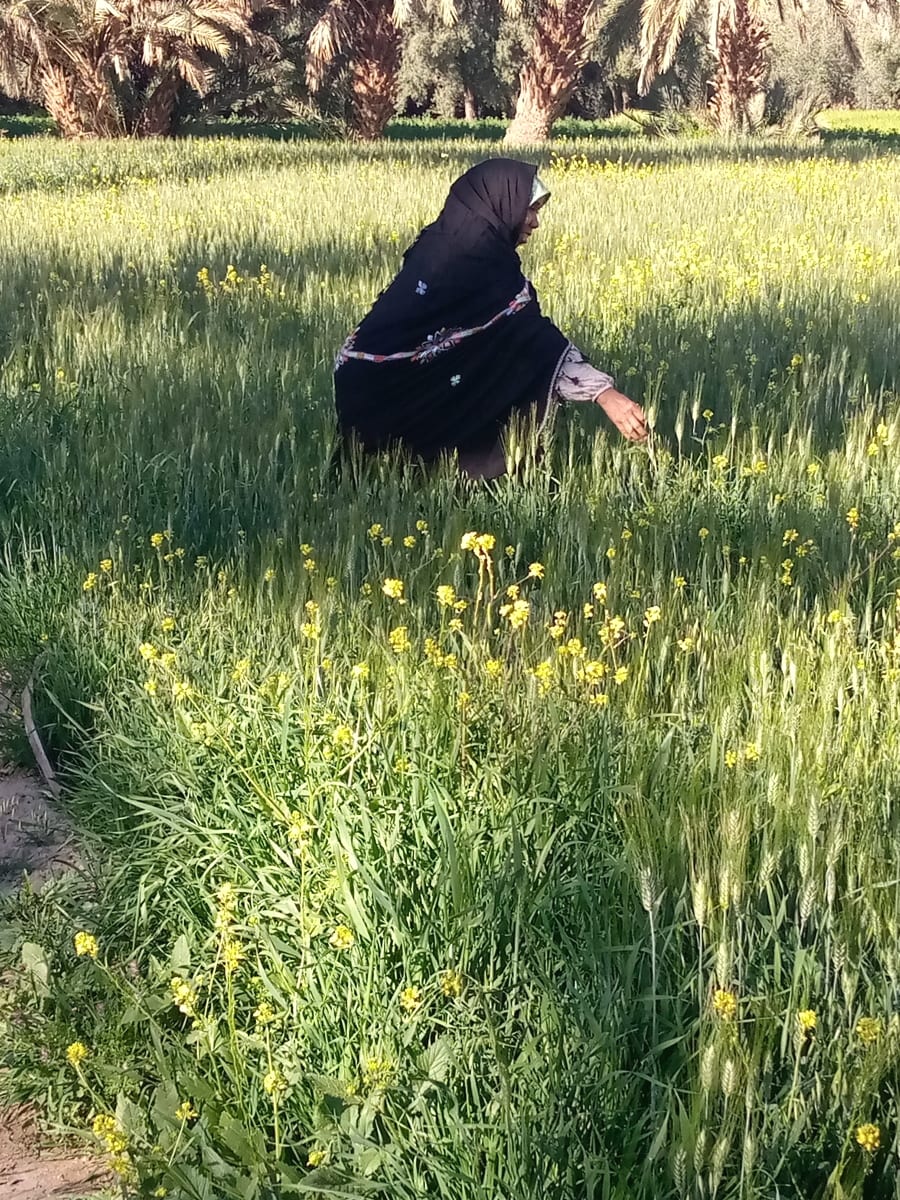 Tahrouit