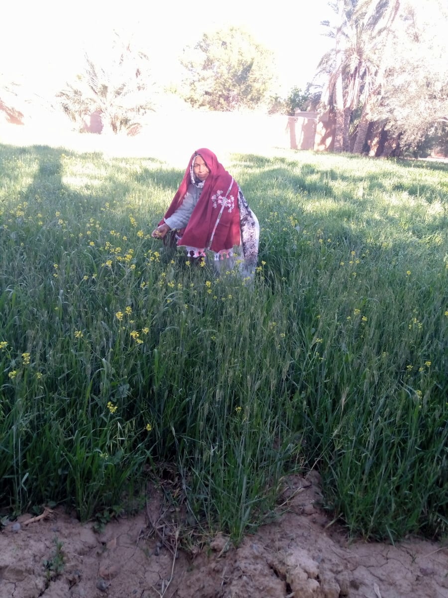Tahrouit