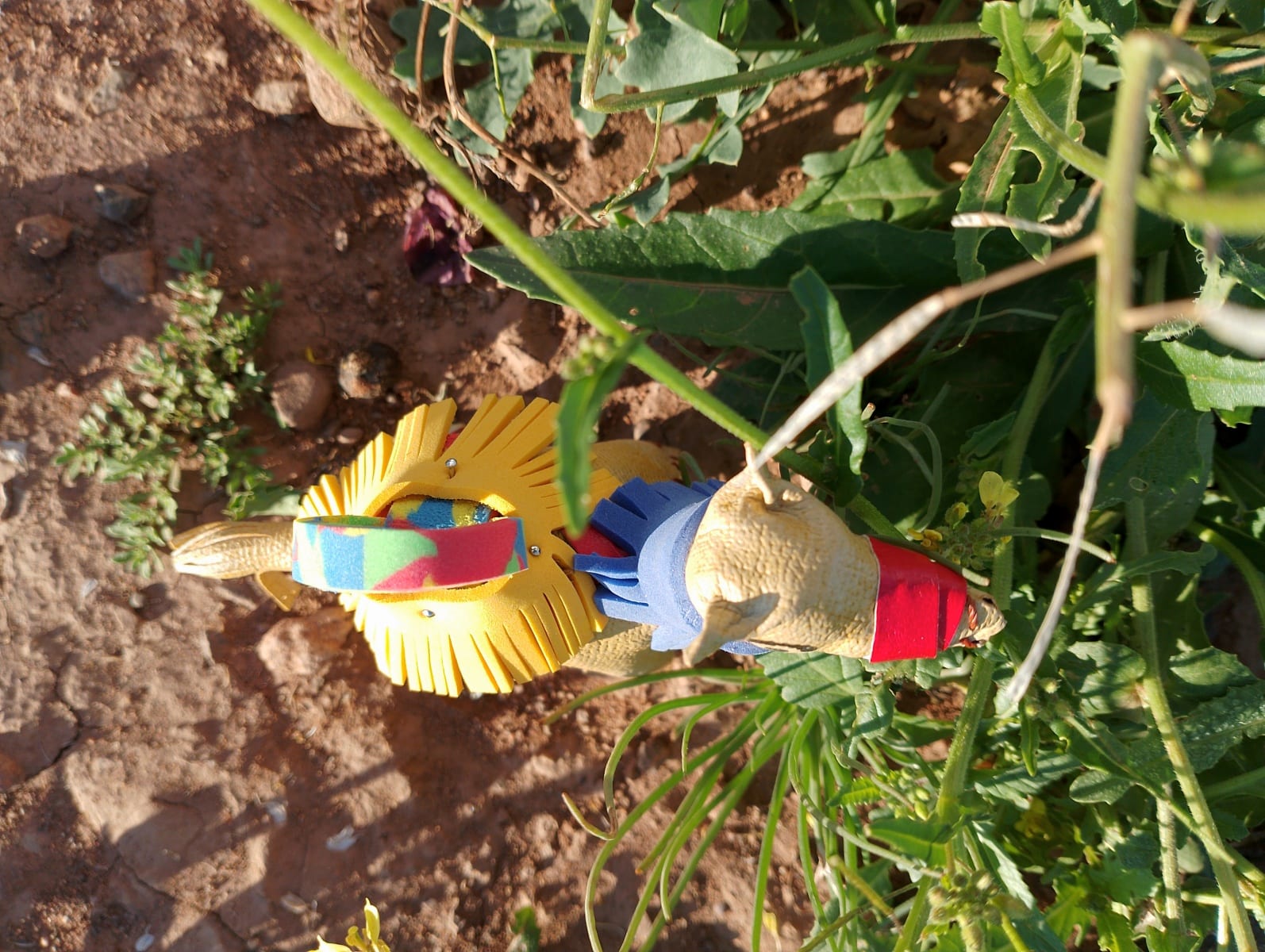 Toy Camel
