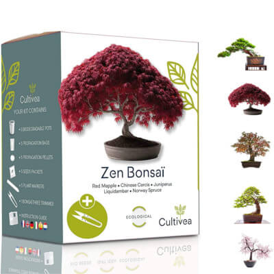 Kit Bonsai prêt à pousser