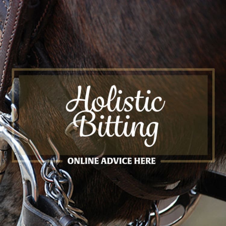 holistic bitting - online advice here