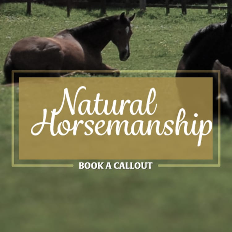 natural horsemanship - book a callout