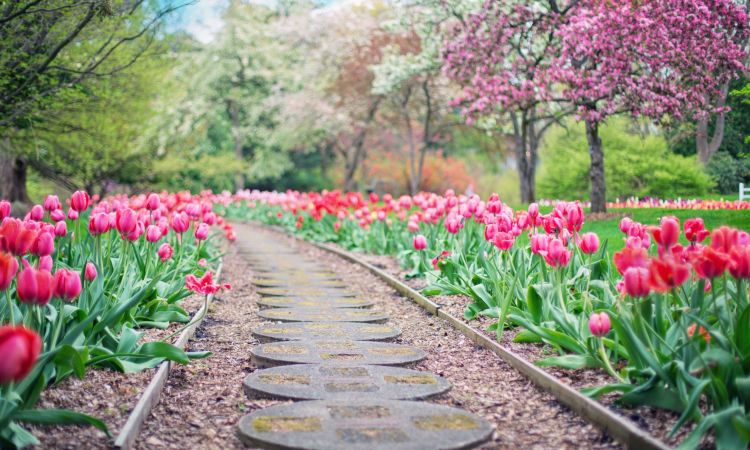 Des belles tulipes - Inspiration Hortus Box