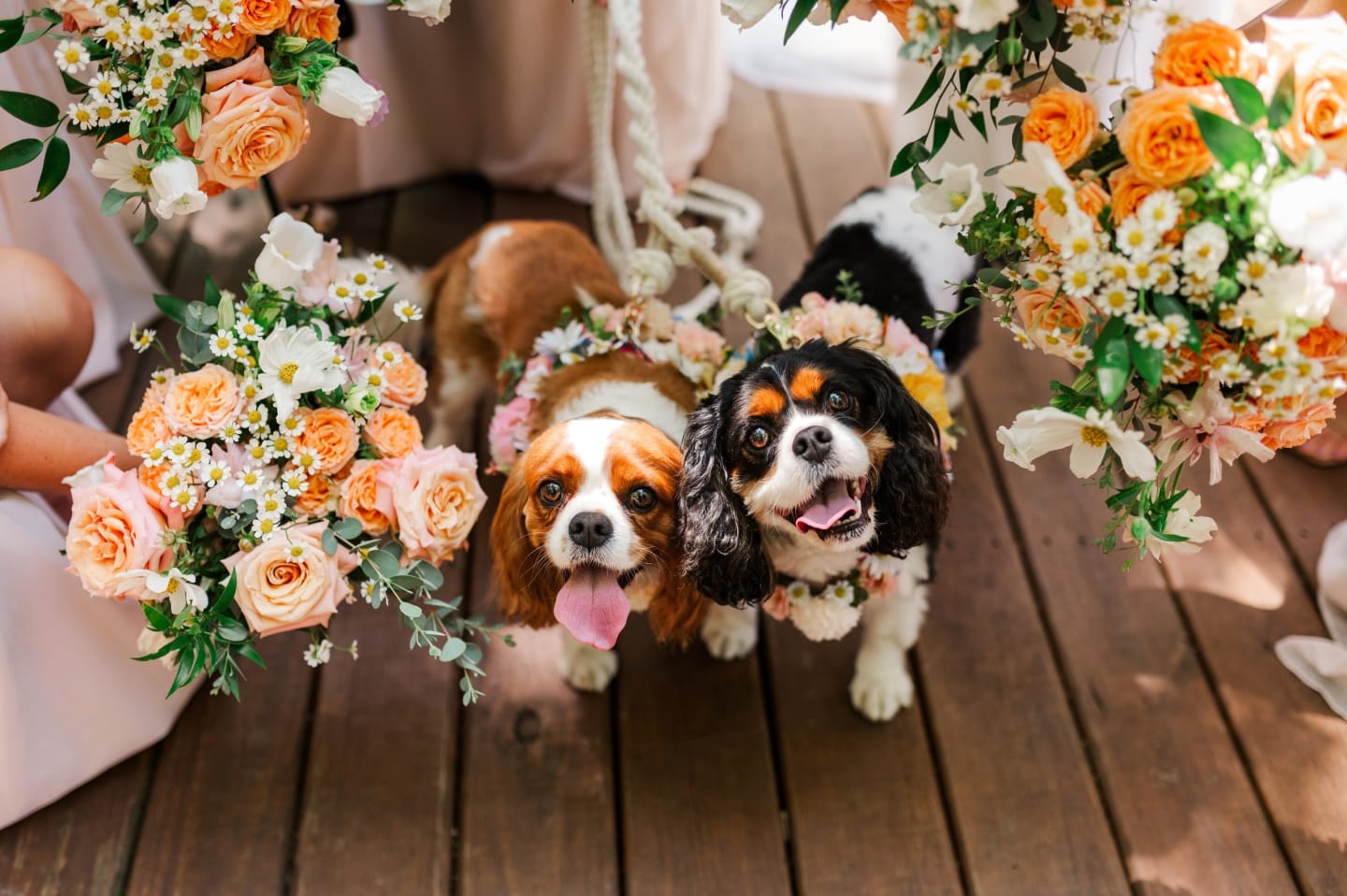 Puppies at a real wedding at Sugar Lake