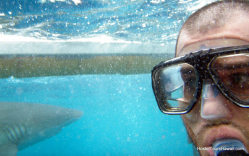 Male and shark under water