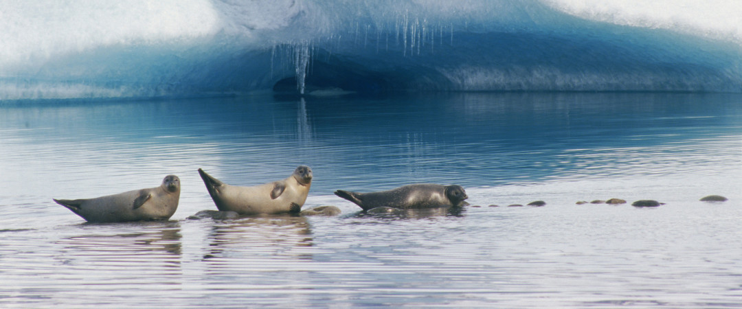 アイスランドの大自然は Tripbook 世界中のユースホステル Hostelling International アイスランドの大自然は Tripbook 世界中のユースホステル Hostelling International