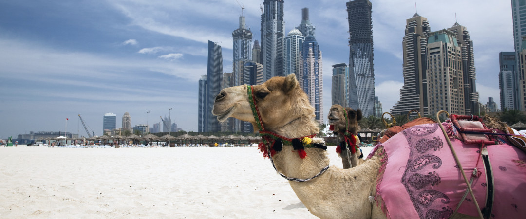 Resultado de imagen para caravana de camellos en dubai