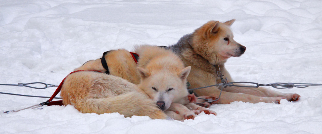 Take an amazing dog sledding tour of Borgarfjörður and beyond.