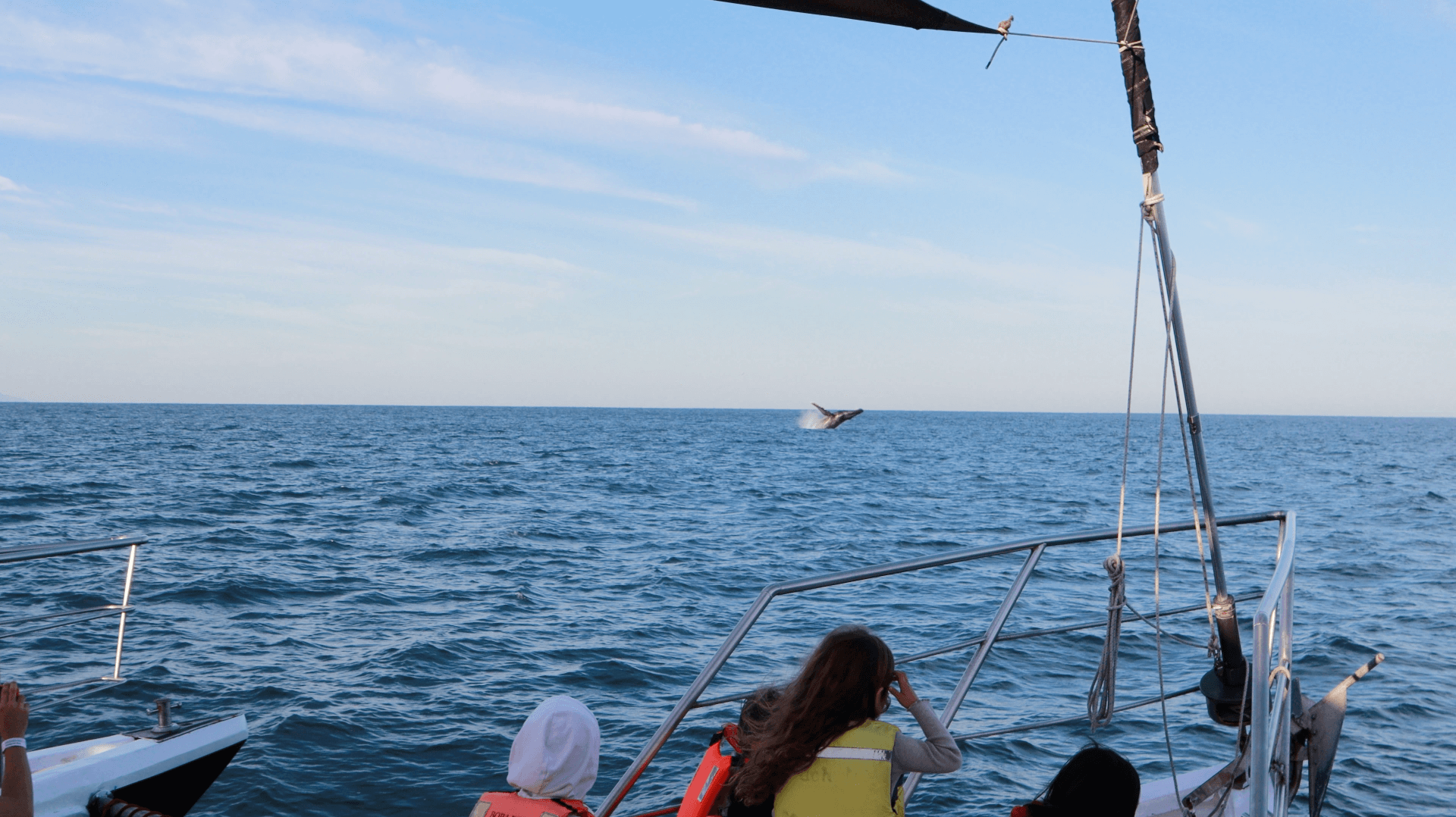 Tour Avistamiento de Ballenas