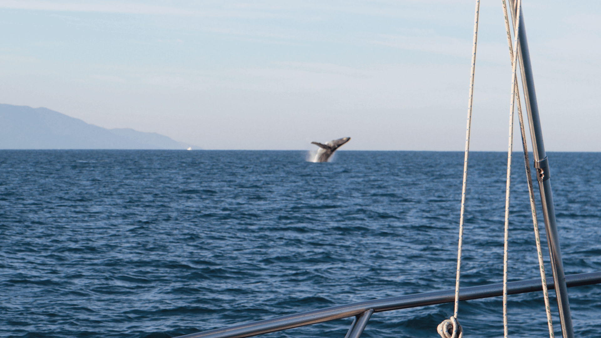 Tour Avistamiento de Ballenas 2