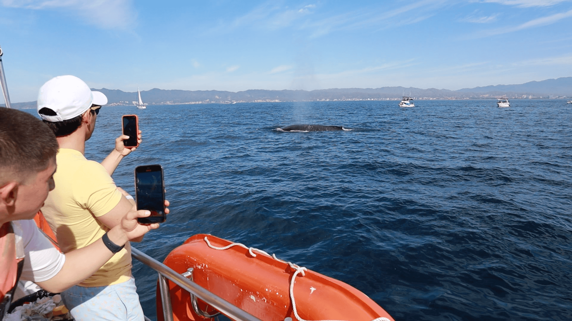 Tour Avistamiento de Ballenas 3