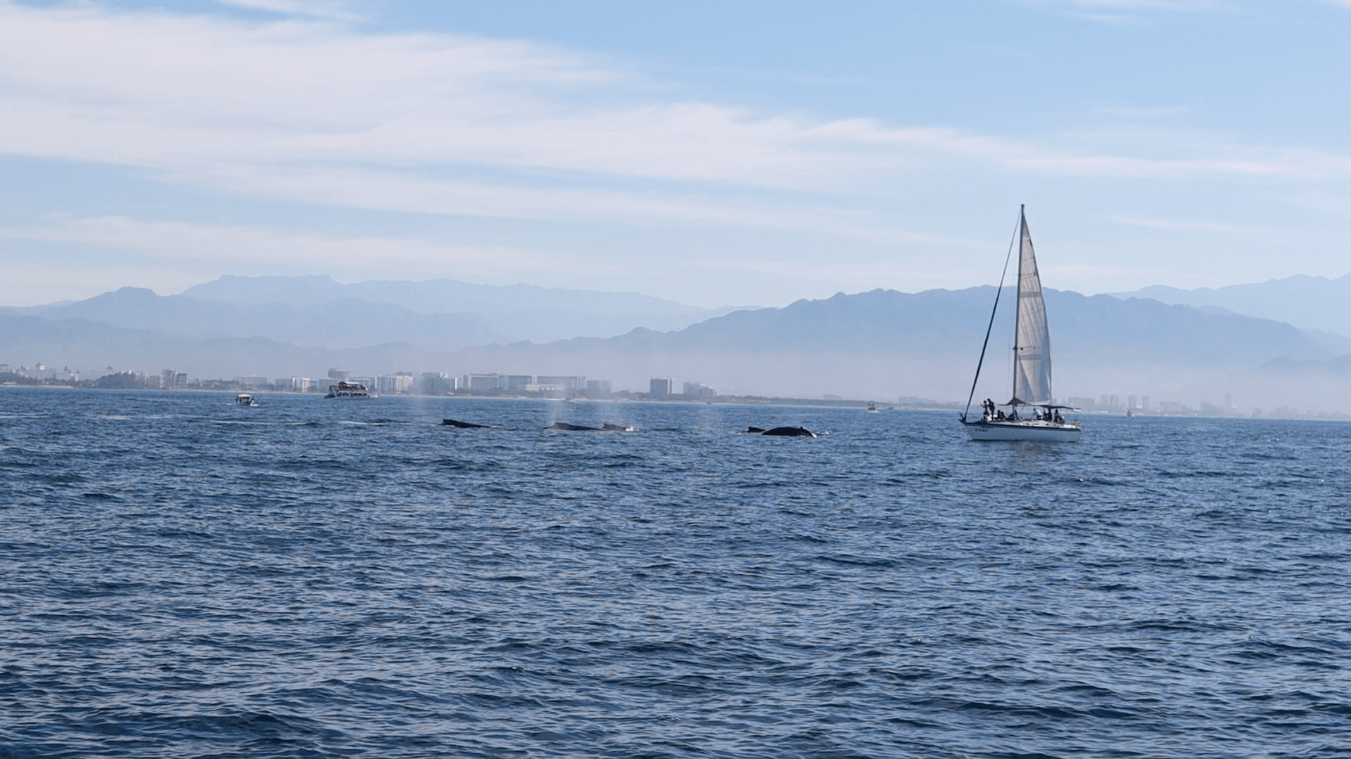 Tour Avistamiento de Ballenas 5