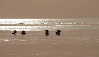 מלון כפר הנופש דור - טנטורה