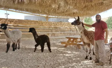 The alpacas farm near Mizpe Ramon