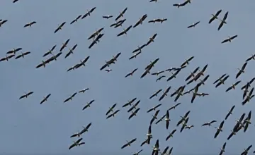 A Unique Experience: Bird Migration in Israel