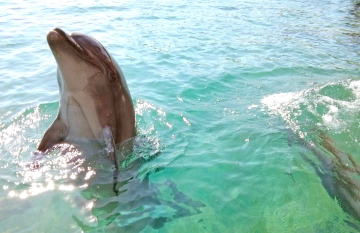 The Dolphin Reef Eilat