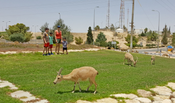 Mitzpe Ramon Attractions and activities