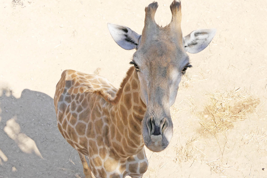 The Biblical Zoo in Jerusalem