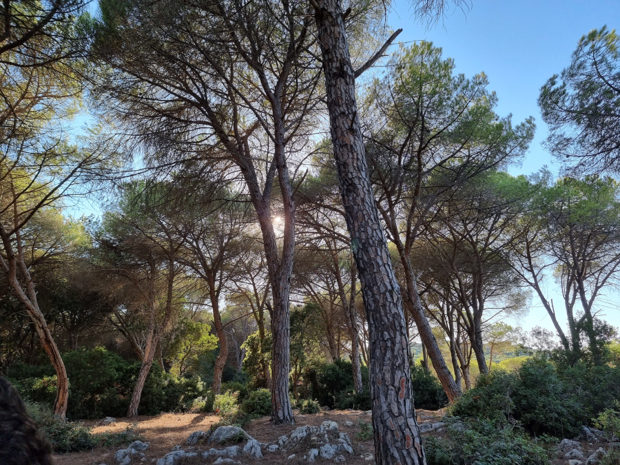 Plant A tree in Israel – Keren Kayemeth LeIsrael – Jewish National Fund