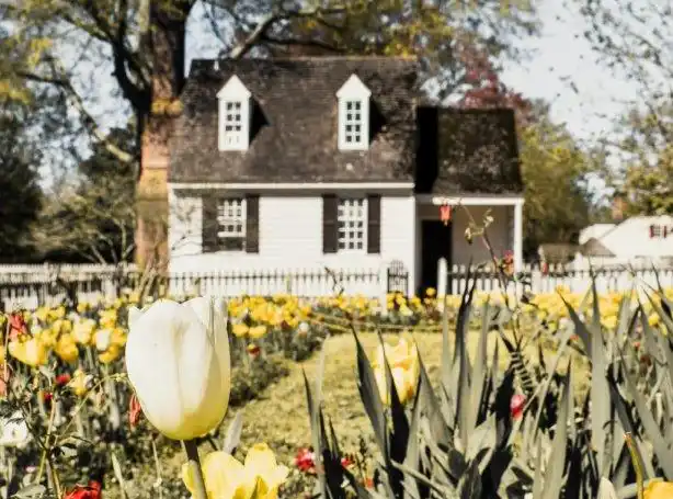 Foreground of bright tulips in garden in front soft focus white clapboard house with shutters, chimney, dormer windows and picket fence