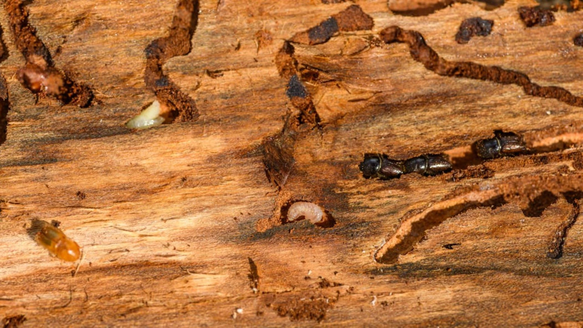 Termite Droppings (Frass)