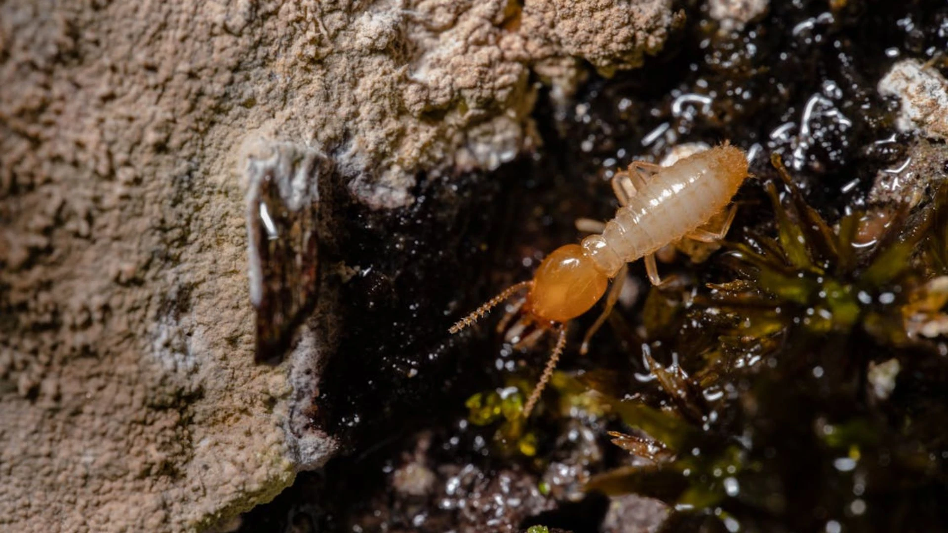 What Are Termites
