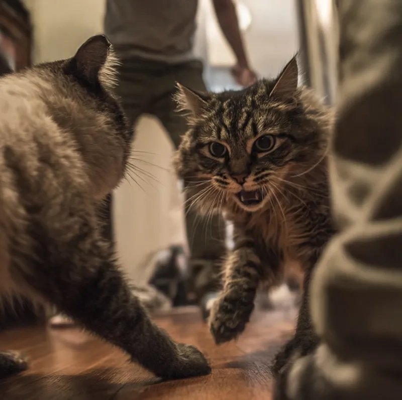 Gatos peleando