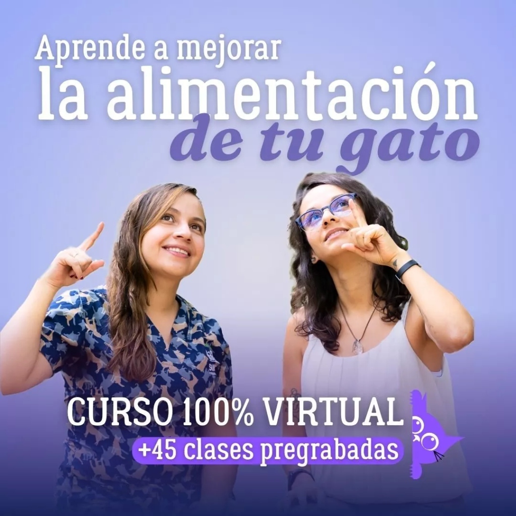 Guía de alimentación felina