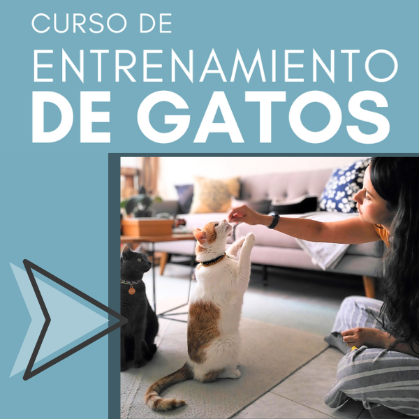 Curso de entrenamiento para gatos